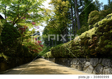 高野山　壇上伽藍新緑の蛇腹道 30866999
