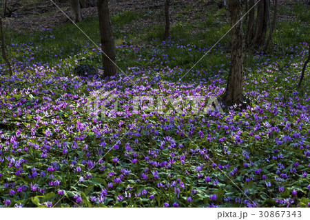 カタクリの花群生 カタクリの花群生 30867343