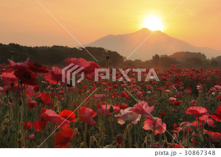 朝日に染まるポピーの花畑と筑波山 30867348