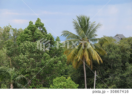 coconut tree jungle, Palms in the tropics coconut tree jungle, Palms in the tropics 30867416