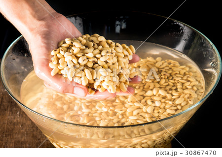 Soybean or Glycine max in hand and soak in water  30867470