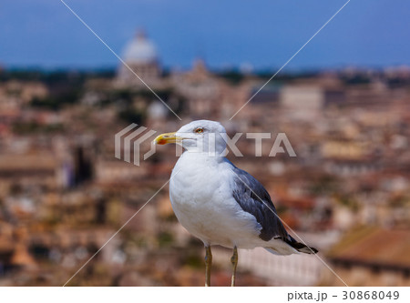Seagull and Rome Italy cityscape 30868049