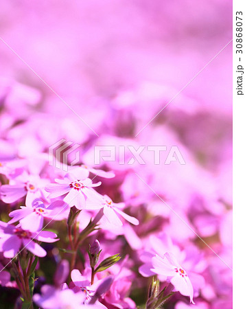 芝桜 ピンク イメージ　ぼかし 30868073