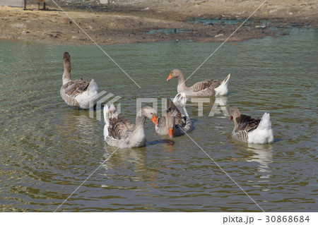 The gray goose is domestic. The gray goose is domestic. 30868684