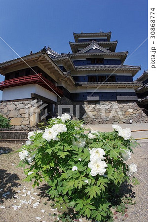 信州 松本 国宝 松本城と「殿様の白牡丹」と呼ばれる小笠原牡丹 戦国時代から伝わる白い花の牡丹 信州 松本 国宝 松本城と「殿様の白牡丹」と呼ばれる小笠原牡丹 戦国時代から伝わる白い花の牡丹 30868774
