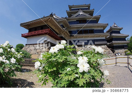 信州　松本　国宝　松本城と「殿様の白牡丹」と呼ばれる小笠原牡丹　戦国時代から伝わる白い花の牡丹 30868775