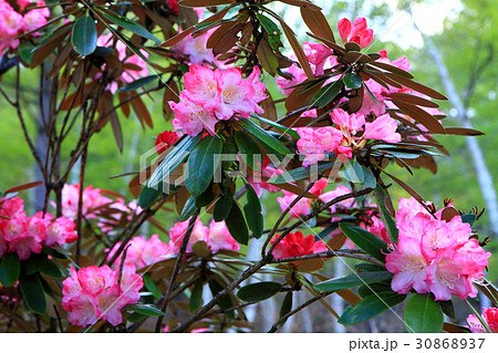 シャクナゲと白樺林 30868937