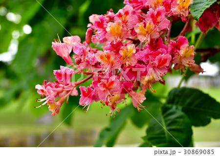 紅花トチノキ 紅花トチノキ 30869085