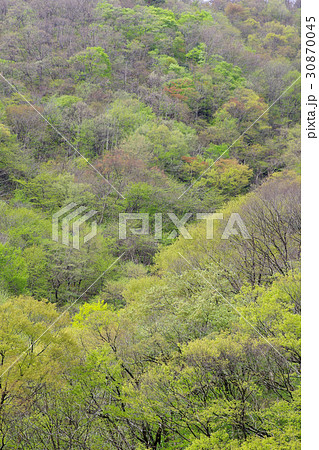 新緑　葉桜　里山 30870045