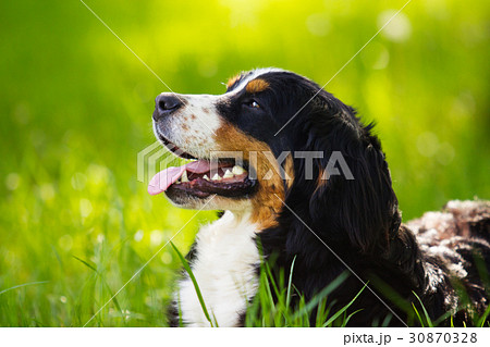 Bernese mountain dog looking sideways outdoors 30870328