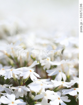 芝桜 白 イメージ ぼかしの写真素材