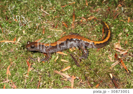 ツクバハコネサンショウウオ 30873001