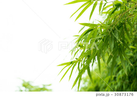 Bamboo leaves with water drops. 30873176
