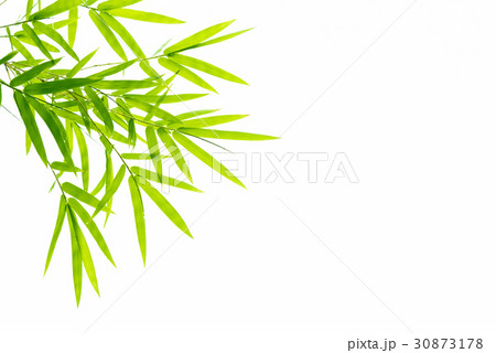Bamboo leaves with water drops. 30873178