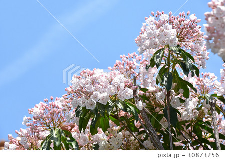 カルミア 30873256