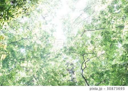 若葉 新緑 森林浴 葉 さわやか グリーン 若葉 新緑 森林浴 葉 さわやか グリーン 30873693