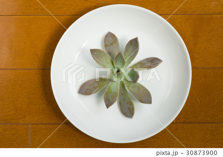 グラパラリーフ 30873900