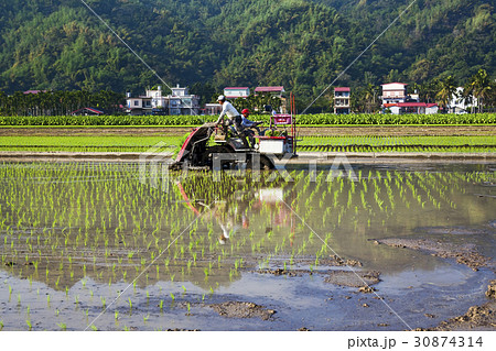 Farmers use transplanter in the paddy field. Farmers use transplanter in the paddy field. 30874314