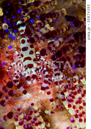 コールマンシュリンプのペア 30874393