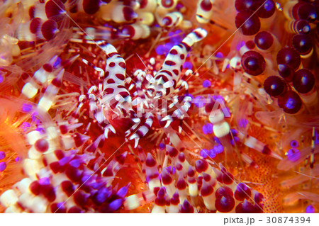 コールマンシュリンプのペア コールマンシュリンプのペア 30874394