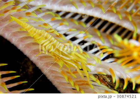 ウミシダカクレエビ 30874521