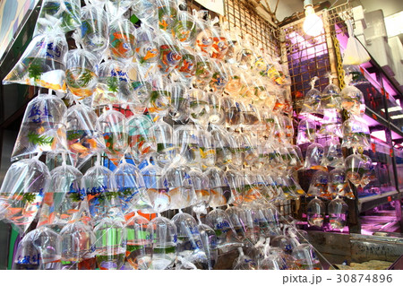 香港の金魚街 香港の金魚街 30874896