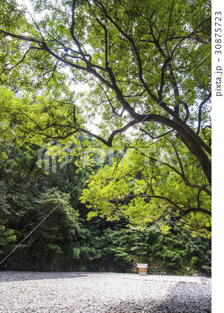 新緑の伊勢神宮 古殿地 新緑の伊勢神宮 古殿地 30875723