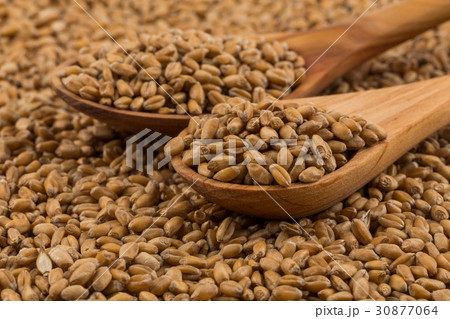 Wheat grain on white Wheat grain on white 30877064