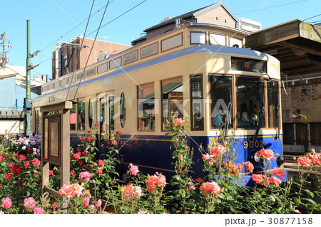 都電荒川線　バラ電車 30877158