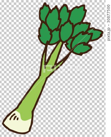 セロリのイラスト セロリのイラスト 30877500