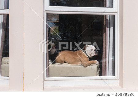 english bulldog laying down english bulldog laying down 30879536