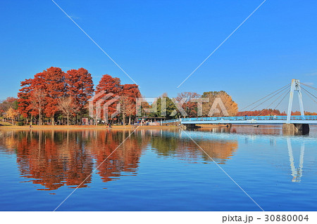 水元公園の水元大橋と紅葉 水元公園の水元大橋と紅葉 30880004