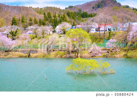 藤原湖の水没林 藤原湖の水没林 30880424