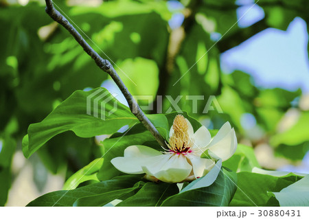 朴の木の花 朴の木の花 30880431