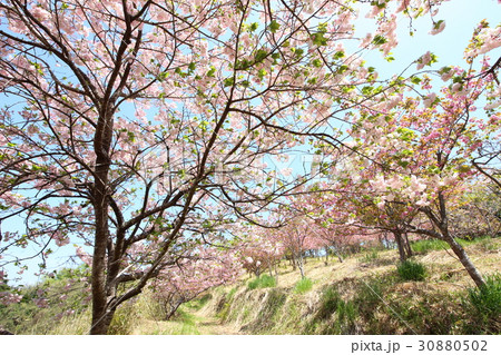 ぼたん桜 ぼたん桜 30880502