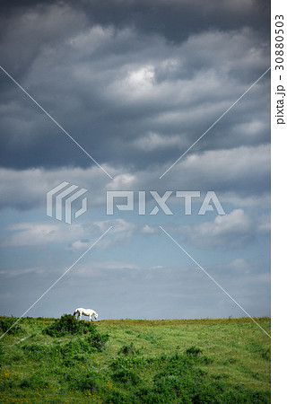 Horse on a green meadow against the sky Horse on a green meadow against the sky 30880503