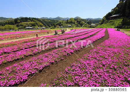 臼杵石仏公園の芝桜 30880565