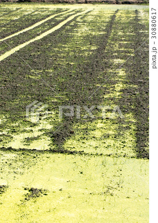 アオミドロ　 醗酵　 発生　 水田　 コケ　 酸素の泡　アオコ 30880617