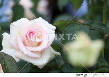 薔薇 薔薇 30880862