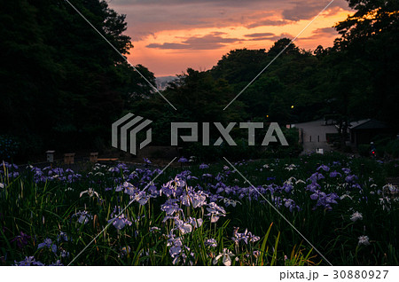 夕方の花菖蒲園 夕方の花菖蒲園 30880927