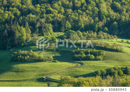green hill with forest field and path 30880945