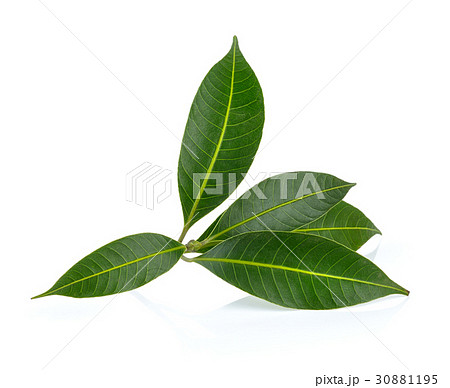 tropical leaf isolated on white background tropical leaf isolated on white background 30881195