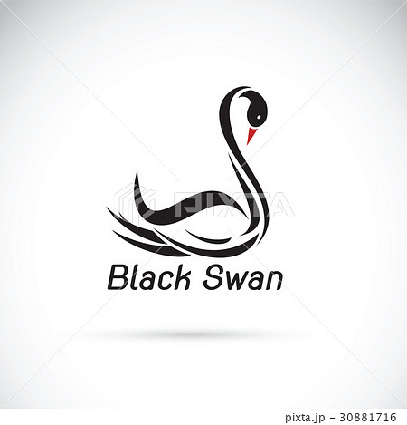 Vector of a black swan on white background. Vector of a black swan on white background. 30881716