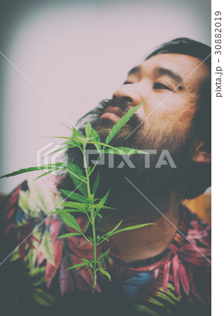 happy man with cannabis plant happy man with cannabis plant 30882019