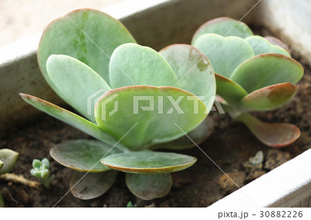 多肉植物 サキュレント 植物 30882226