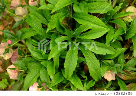 クリスマスローズ 30882309