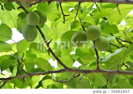 初夏の梅の木に青い果実 初夏の梅の木に青い果実 30882607