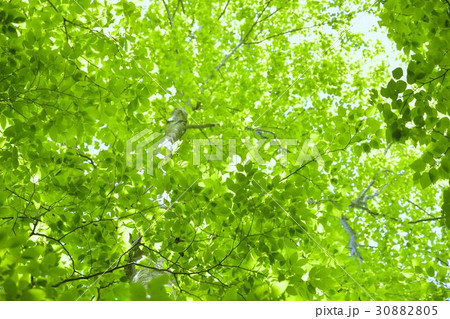 西丹沢檜洞丸の新緑 30882805