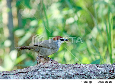 Chestnut-capped Babbler 30883036