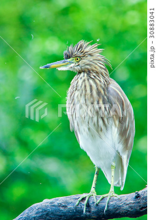 Chinese Pond Heron :Ardeola bacchus Chinese Pond Heron :Ardeola bacchus 30883041